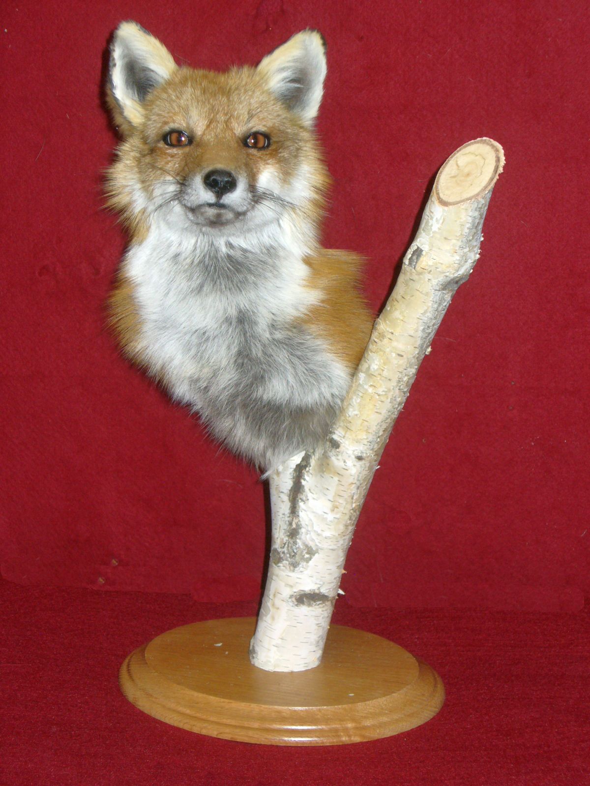 Red Fox Pedestal
                  mount