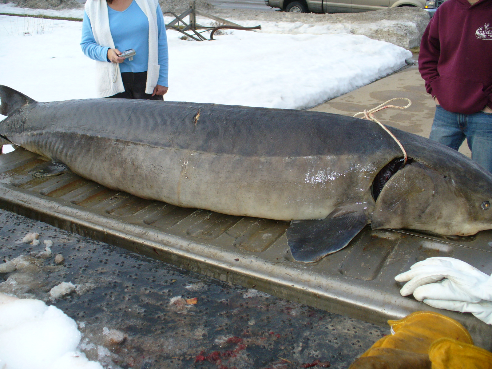 Lake Sturgeon Size Chart