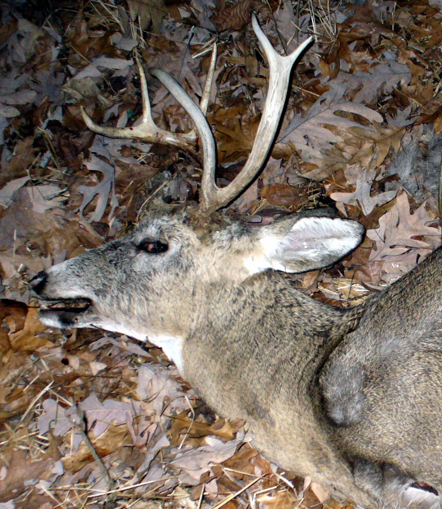 Dead deer 2012