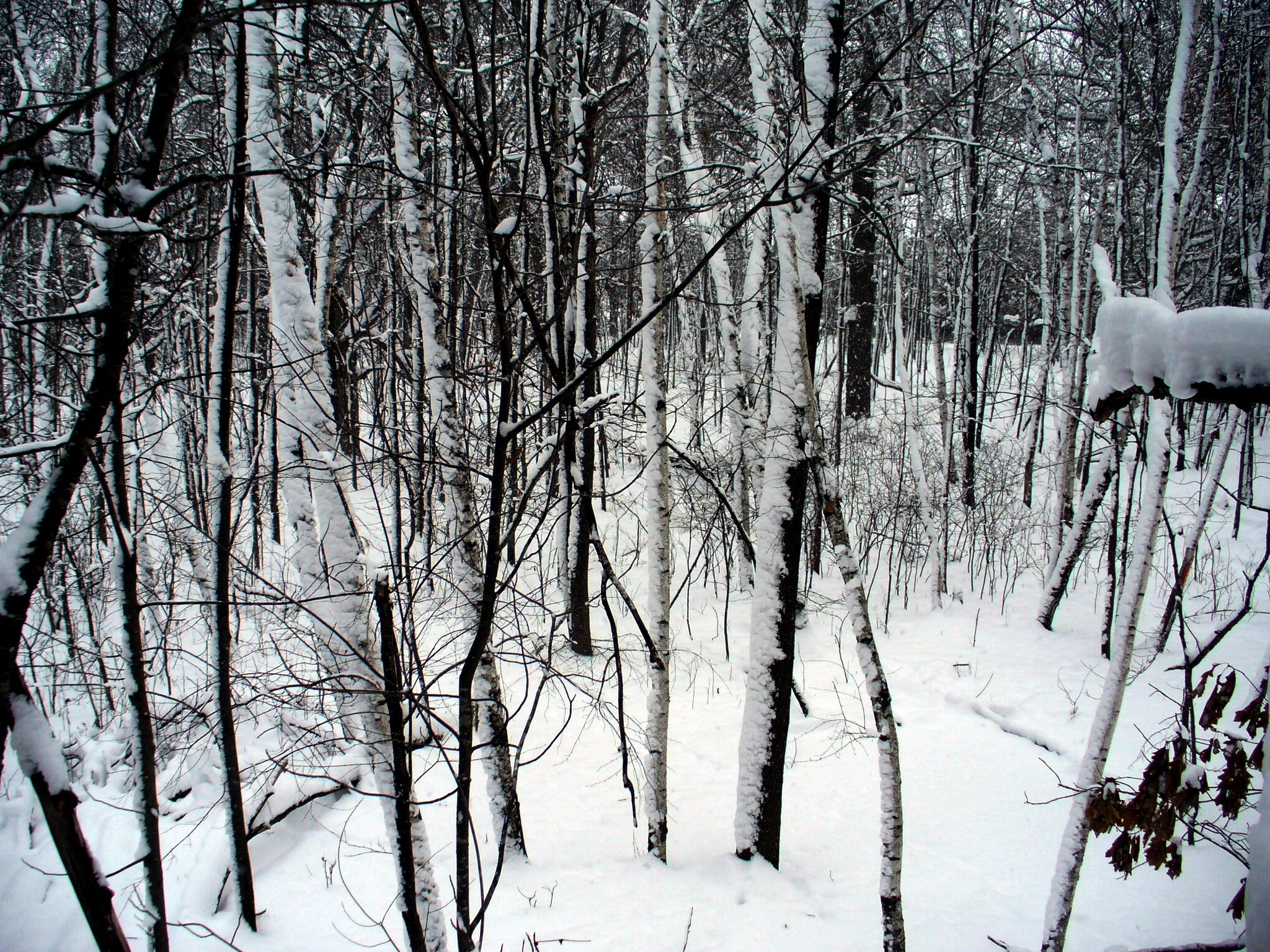 the
                      tree stand view