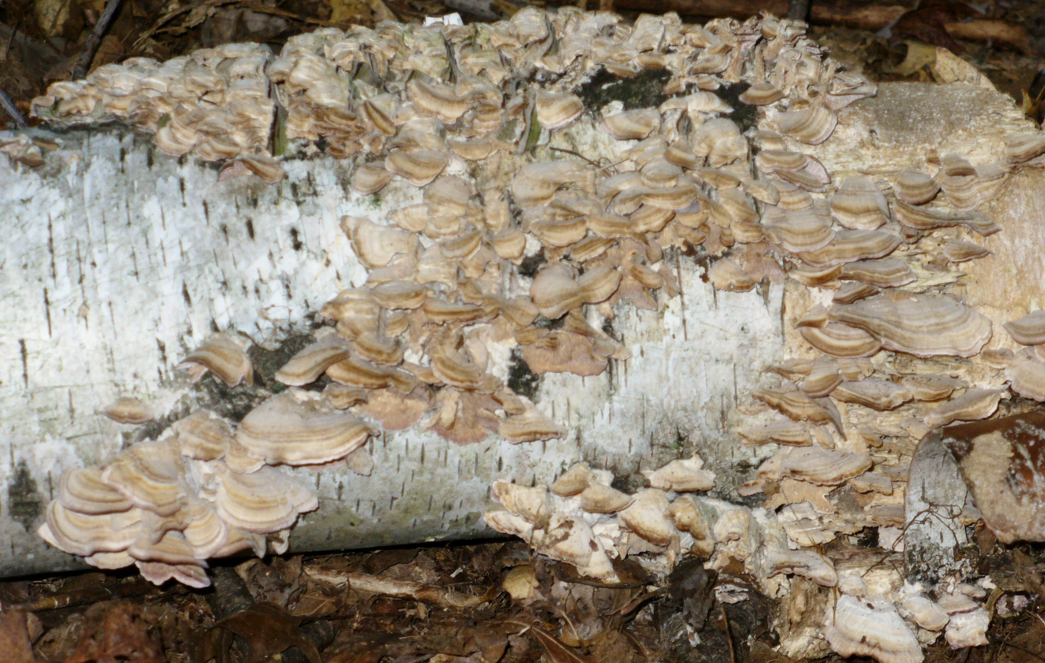 Fungus on Birch log