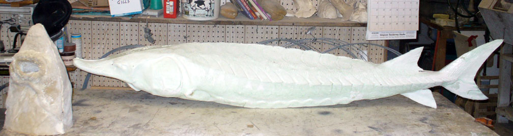 76" Gulf or
                Atlantic Sturgeon