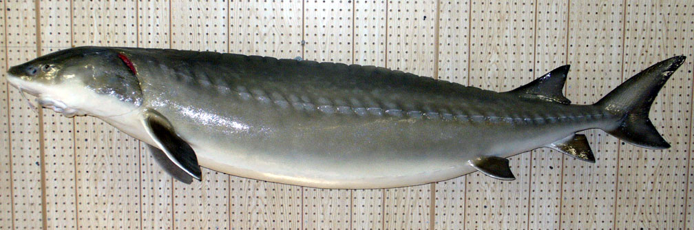 Custom Replica -
                  78" Lake Sturgeon