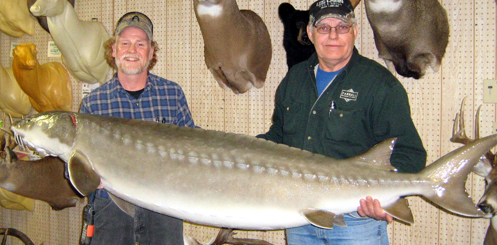 Lake Sturgeon Size Chart