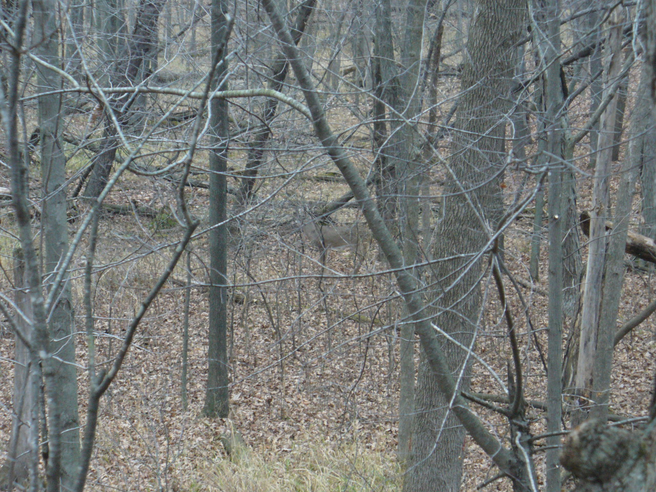 Tree
                      Stand view - see the small buck?