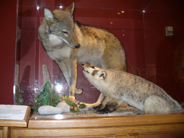 Close up of Coyote & badger