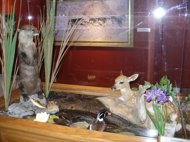 Otter, fawn and wood duck