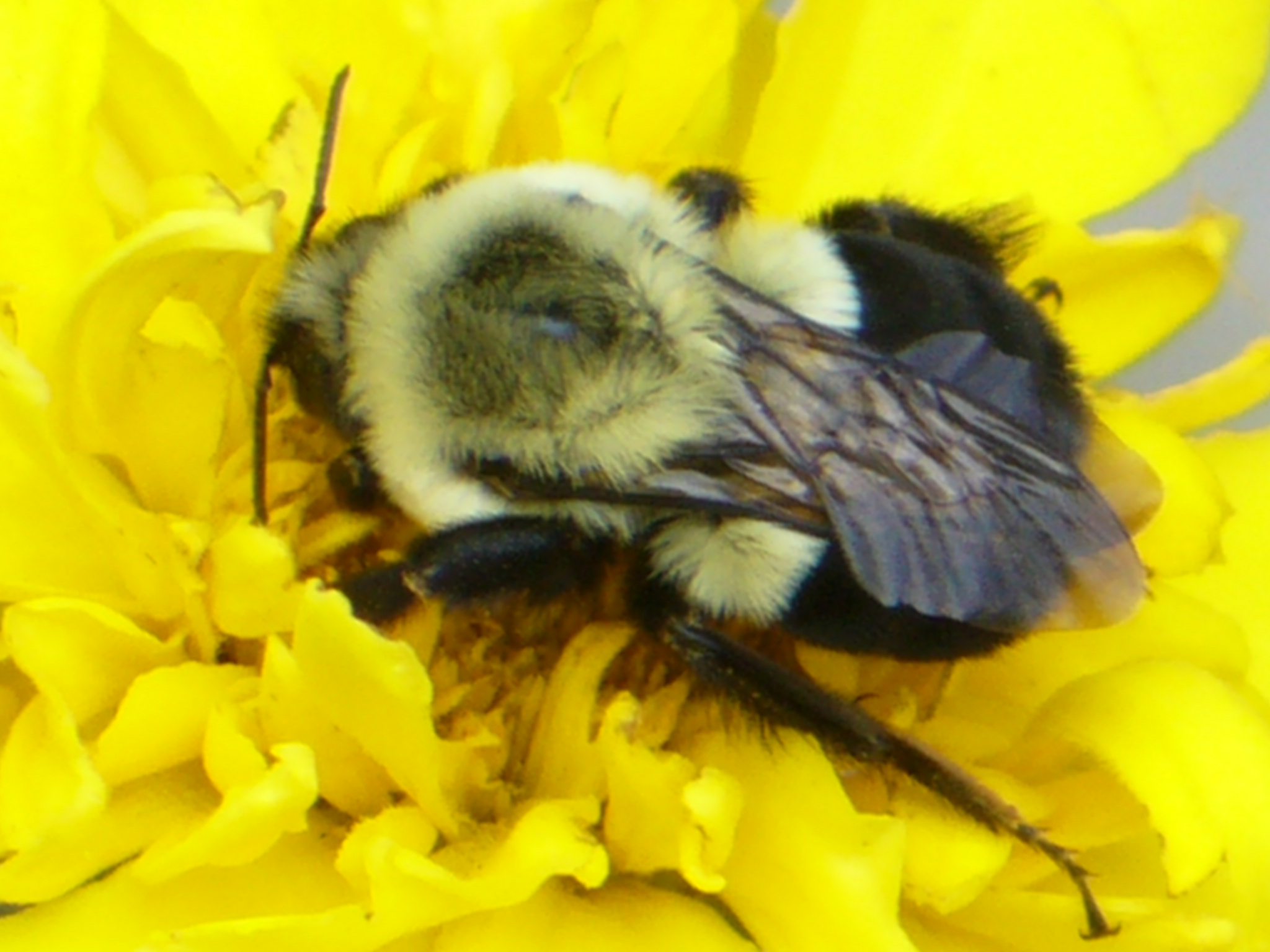 Bumble bee on
                Marigold