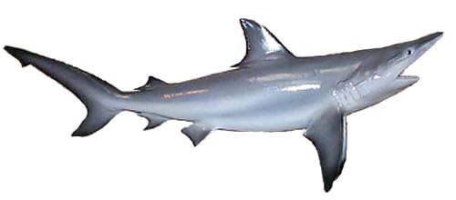 Blacktip Shark