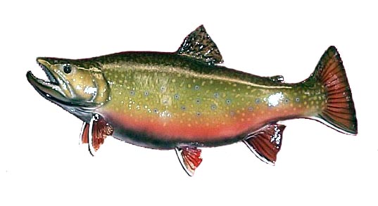 Brook Trout