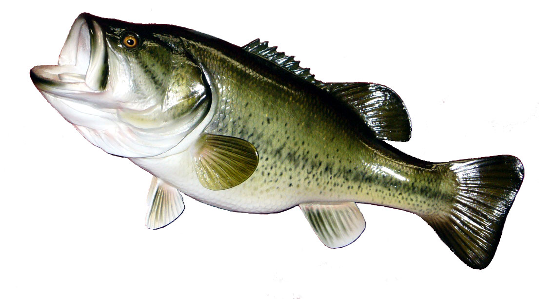 Largemouth Bass