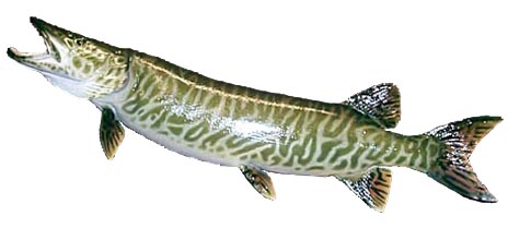 Tiger Musky