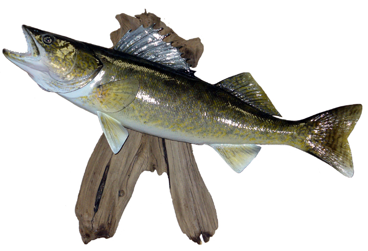 Walleye