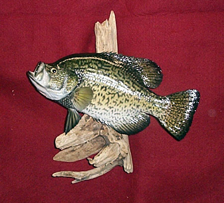 Simpson Taxidermy On-Line