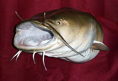 Mounted Catfish