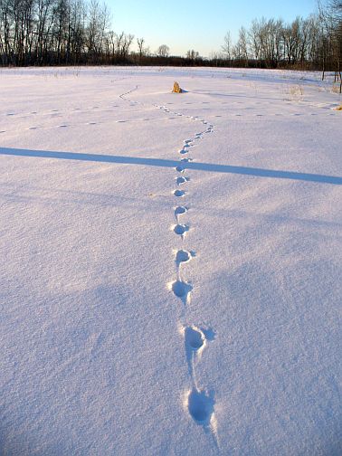 Coyote was on the
                        prowl