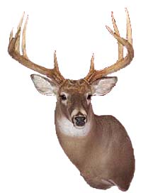 Tews Deer