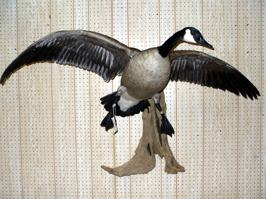 brd08-CanadaGoose.jpg