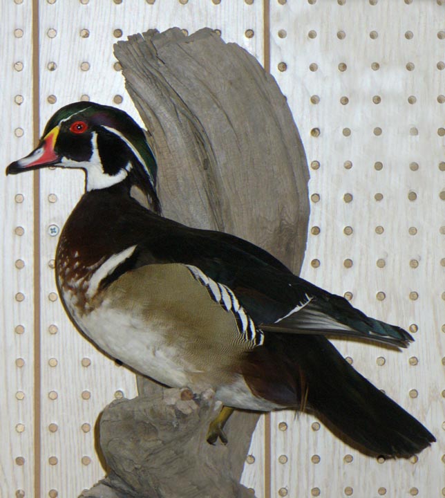 wood duck mounts. Simpson Taxidermy Studio