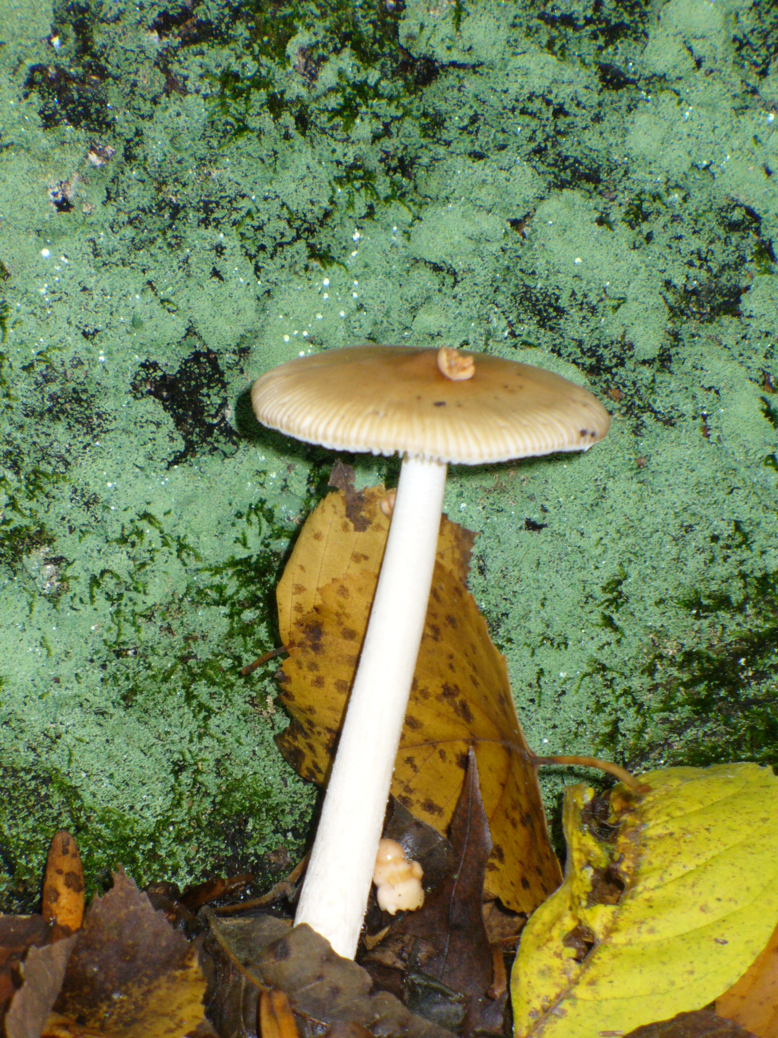 Unkown Mushroom