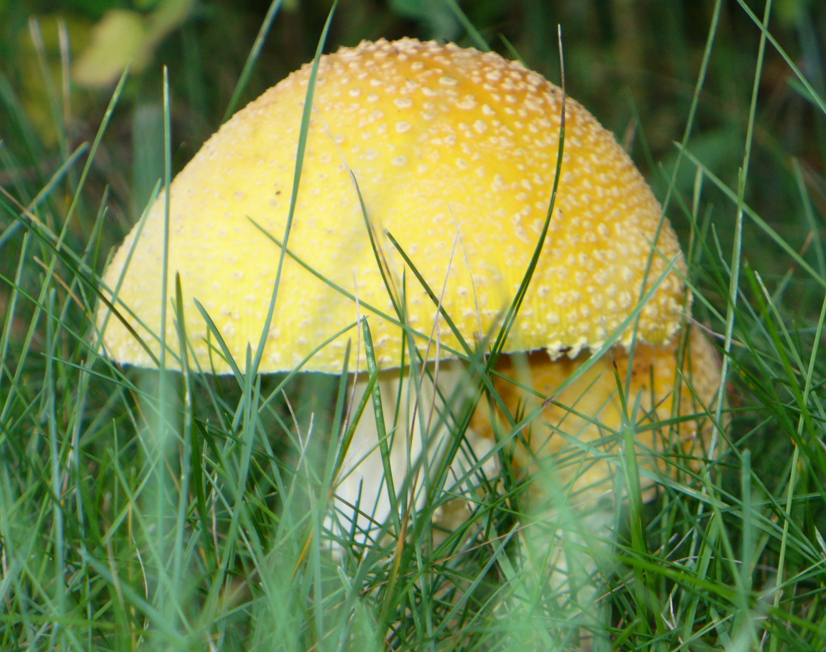 Yellow-orange Fly Agaric