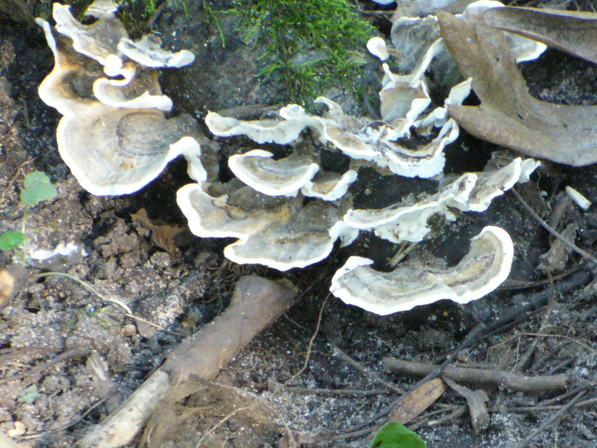 Unknown bracket fungus