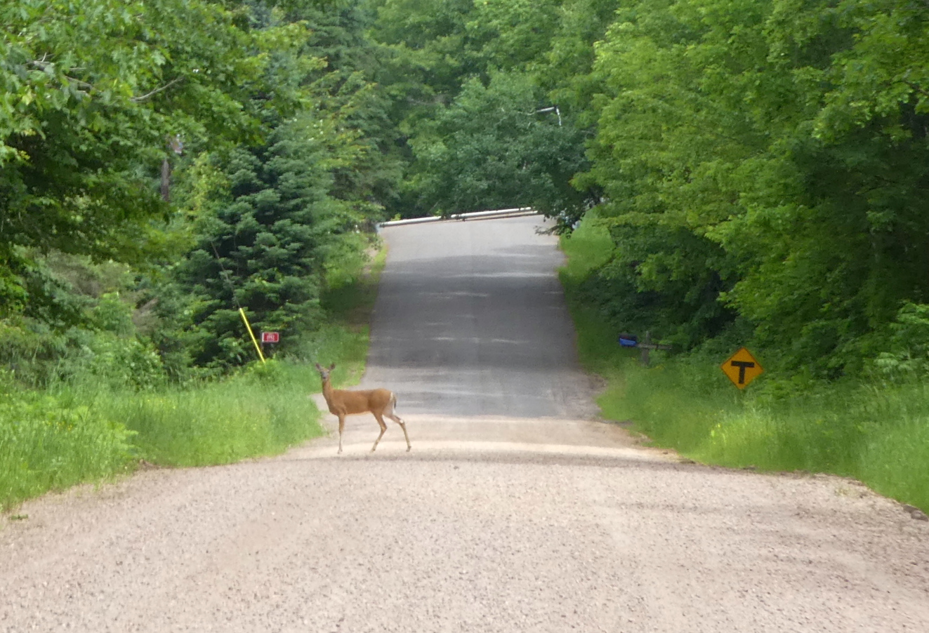 One of the many deer crossing
                      out path - this one stopped and posed.